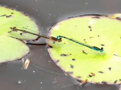 Austroagrion exclamationis