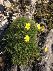 Potentilla biflora