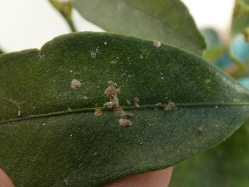 Cochonilha-parlatoria