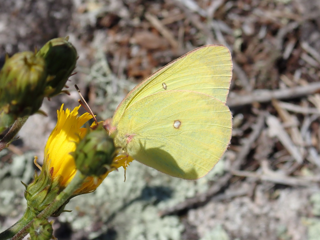 Pink-edged Sulphur