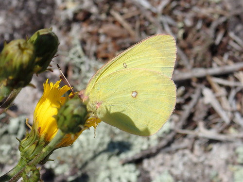 Pink-edged Sulphur