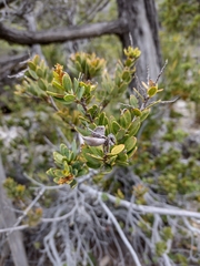 Orites myrtoideus, photograph Vicente Figueroa, CC0, iNaturalist via GBIF