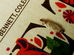 Phereoeca allutella