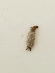 Phereoeca allutella