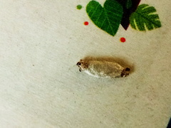 Phereoeca allutella