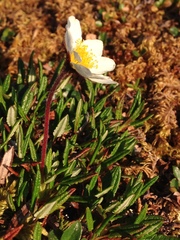 Dryas alaskensis