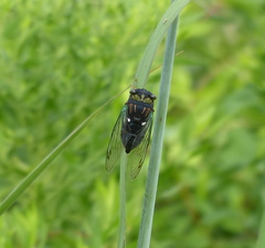 Neotibicen tibicen tibicen
