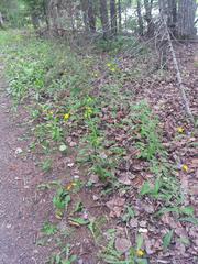 Hieracium tridentatum