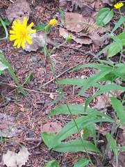 Hieracium tridentatum