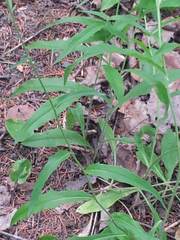 Hieracium tridentatum