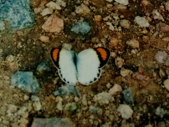 Colotis etrida