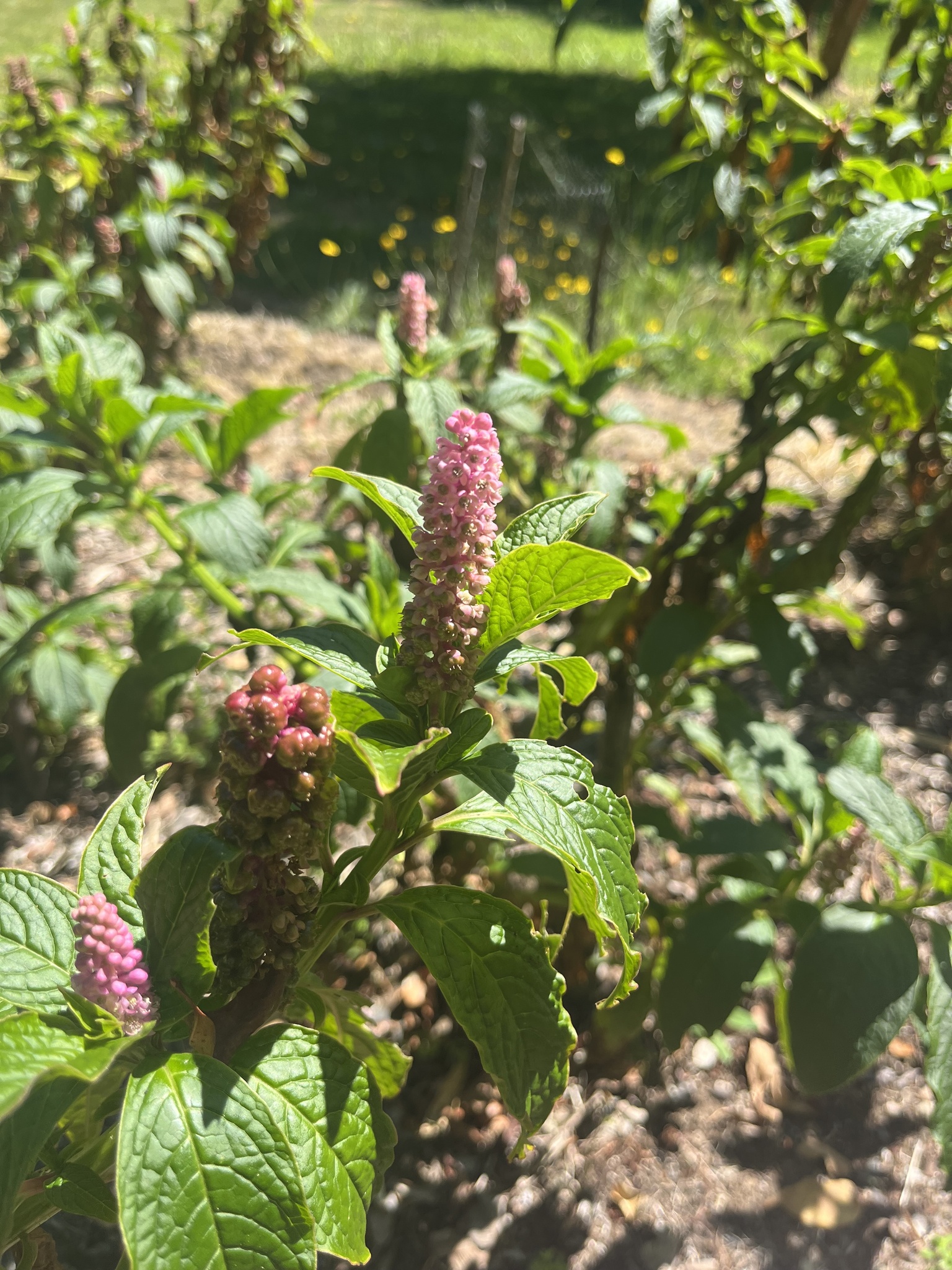 Imagem de Boldo-gambá