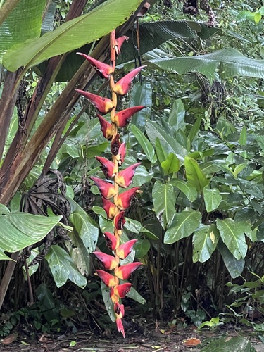 Foto de Bananeira-do-brejo