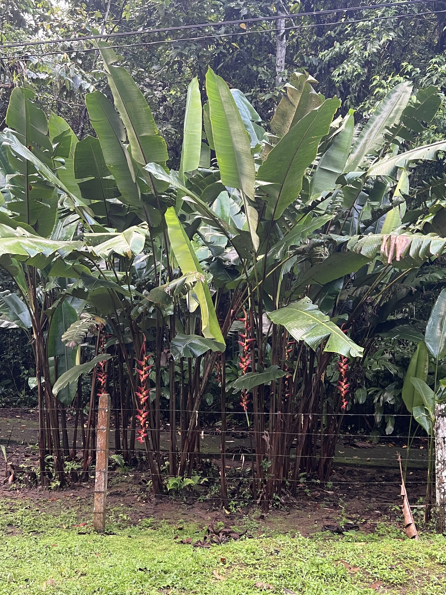 Imagem de Bananeira-do-brejo
