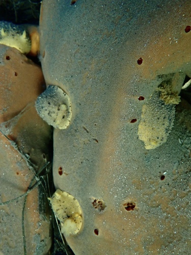 Monterey Dorid, Mission Bay, San Diego, CA, USA, photo 9 of 10