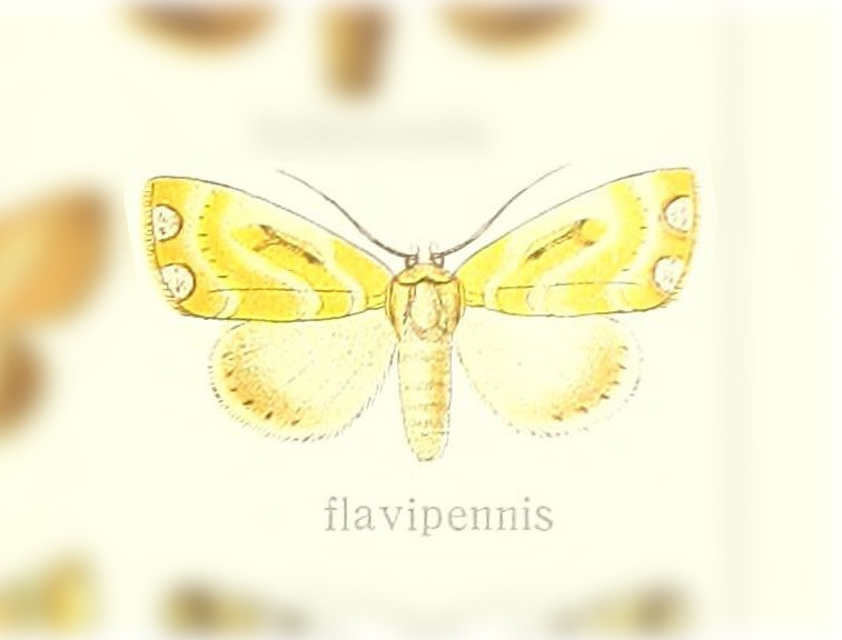 Risoba flavipennis