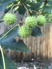 Aesculus hippocastanum
