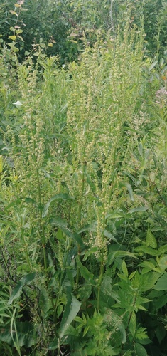Scottish dock (Rumex aquaticus)