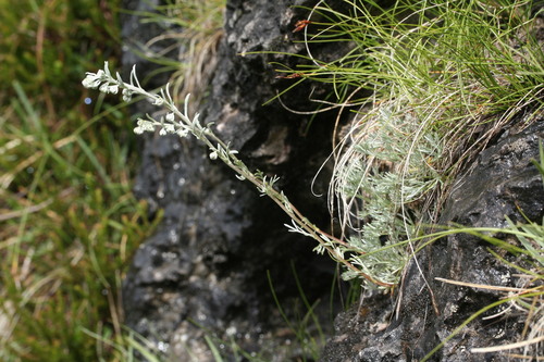 Narrow-leaved wormwood (Artemisia nitida)
