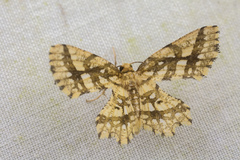 Fritillerinnys clathraria