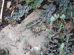 Euphorbia umbellulata