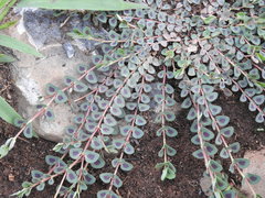 Euphorbia umbellulata
