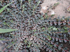 Euphorbia umbellulata
