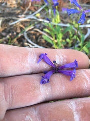 Penstemon heterodoxus