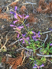 Penstemon heterodoxus