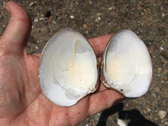 Megapitaria squalida