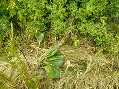 Plantago maxima