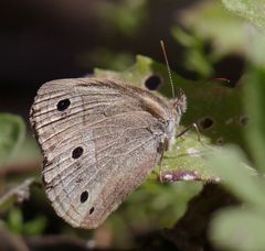 Stegosatyrus periphas