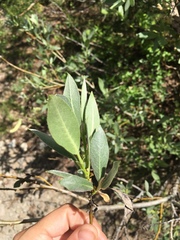 Salix orestera
