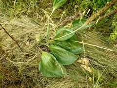 Plantago maxima