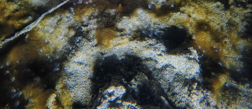 Sand horseshoe worm, Espiguette, 30240 Le Grau-du-Roi, France, photo 3 of 10
