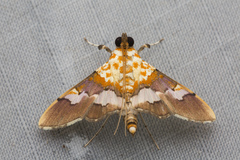 Aetholix flavibasalis
