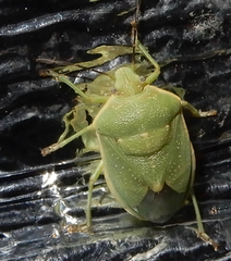 Chlorochroa uhleri