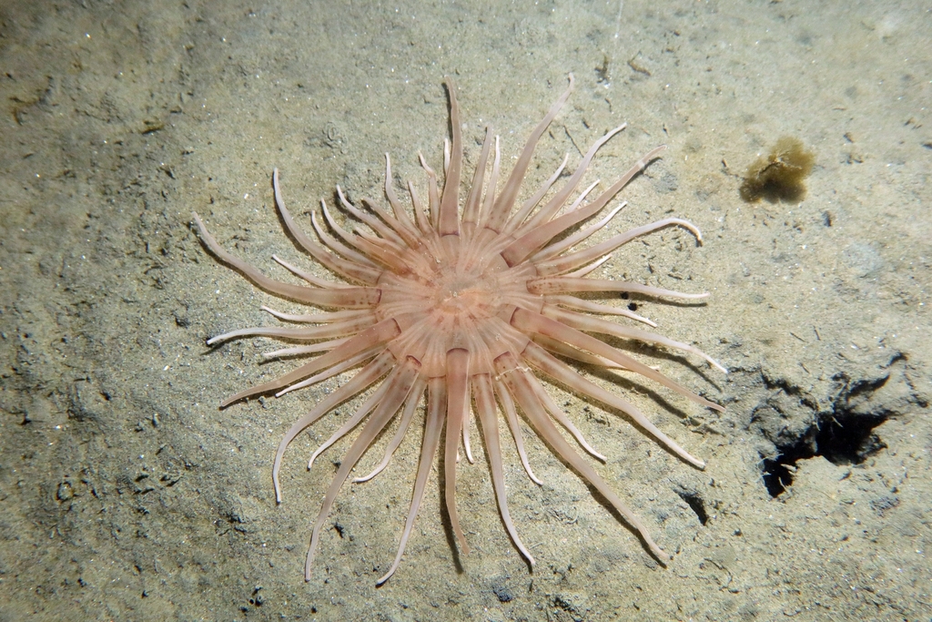 Andresia partenopea