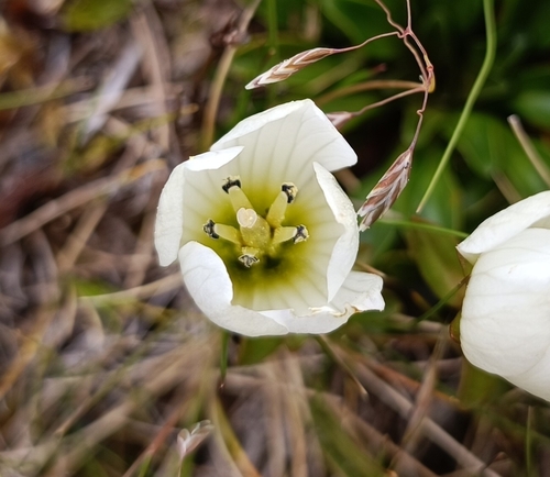 Image of Gentianella bellidifolia by (c) Jonas Sielenkämper, some rights reserved (CC BY)