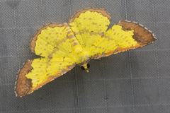 Corymica