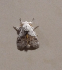 Calliteara horsfieldii