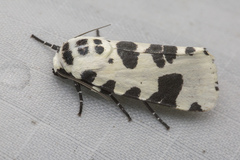 Clethrorasa pilcheri