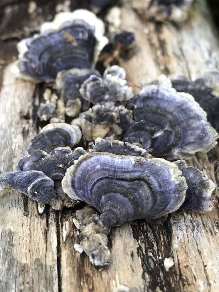 Trametes versicolor · January 2025 · photo: © richardlitt (iNaturalist, cc0)