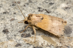Athetis thoracica