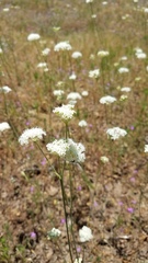 Perideridia bolanderi bolanderi