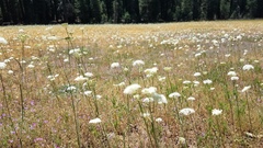 Perideridia bolanderi bolanderi