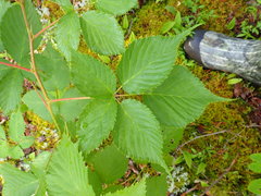 Rubus