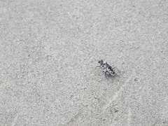 Cicindela latesignata