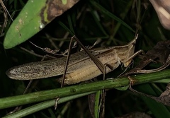 Neoconocephalus exiliscanorus