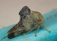 Telamona decorata